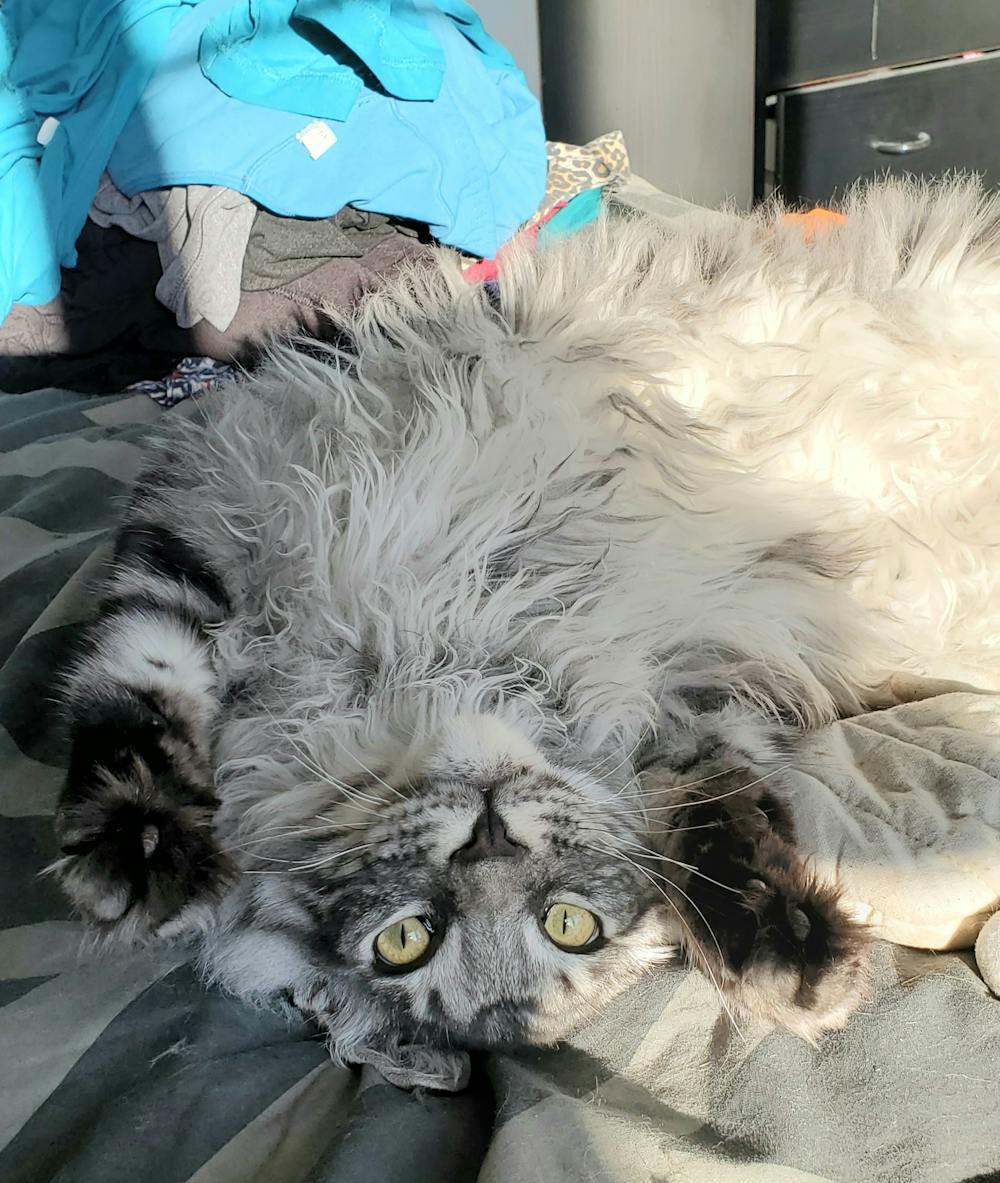 Yeowww! My Cats Balls