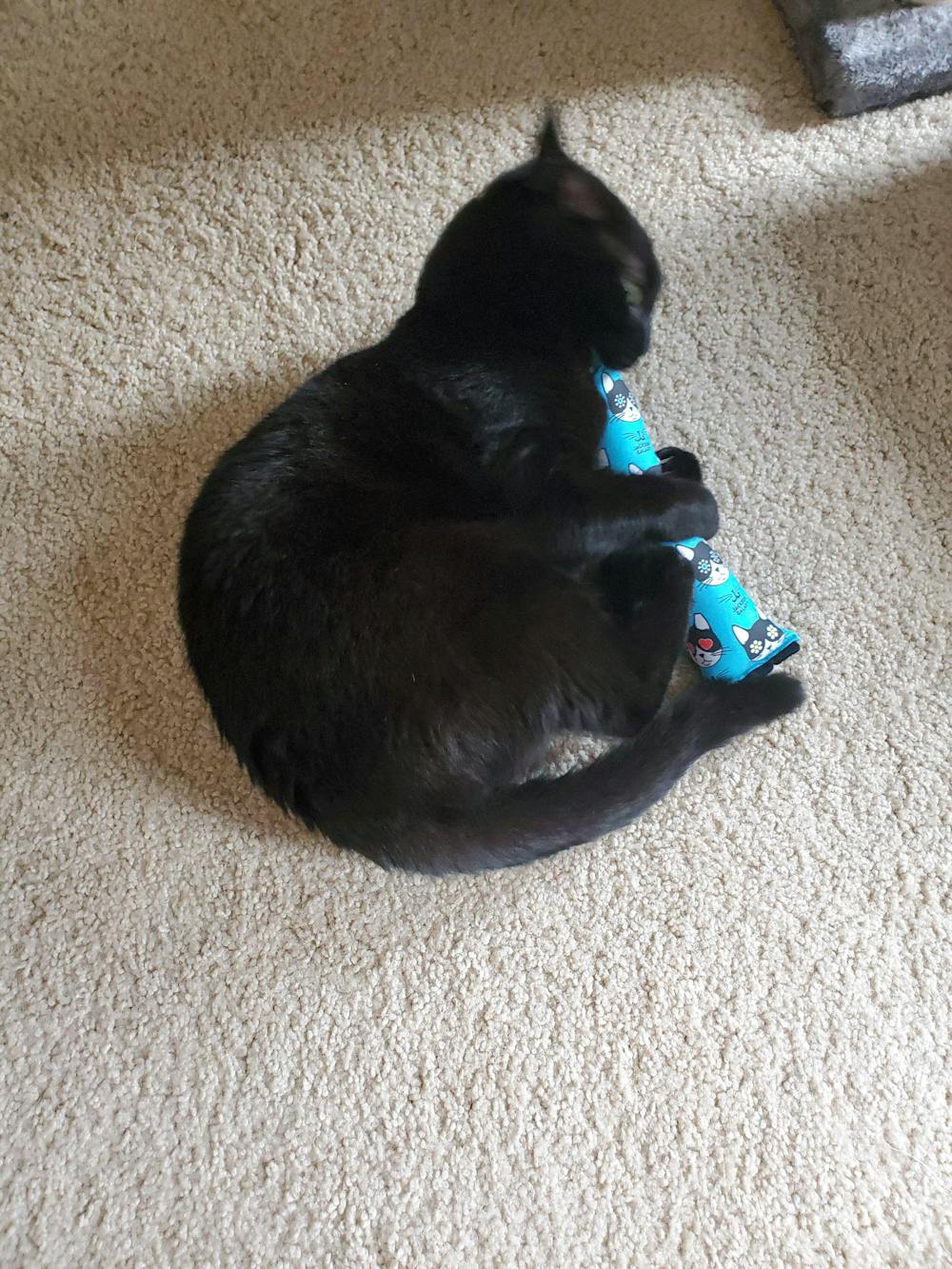 Major Mojo Cat Kicker