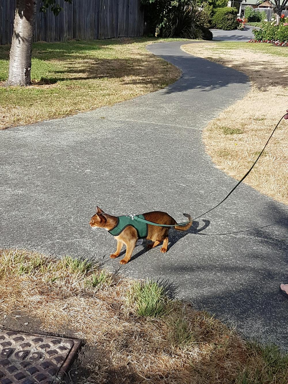 Kitty Holster Cat Harness
