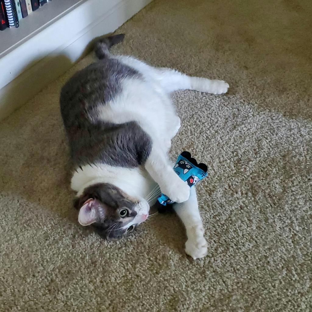 Mini Mojo Cat Kicker Jackson Galaxy