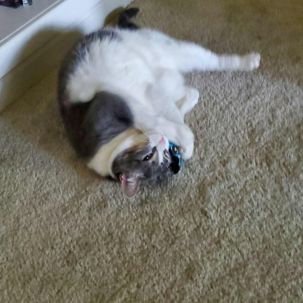 Mini Mojo Cat Kicker Jackson Galaxy