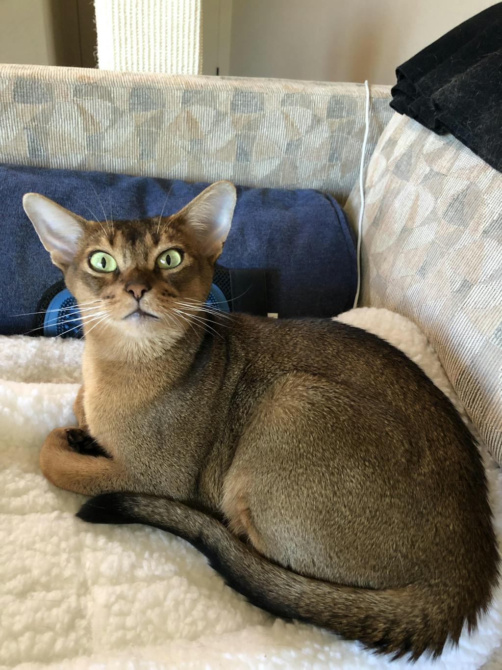 Total Cat Mojo Ultimate Guide to Life with Your Cat By Jackson Galaxy