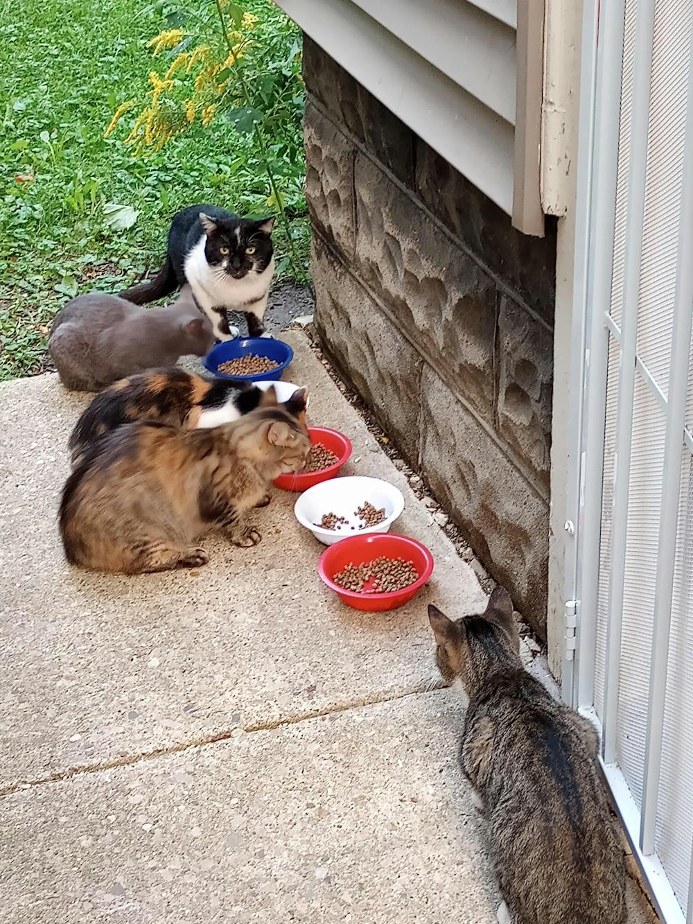 Feral Flower Formula - Feral Cat Solution