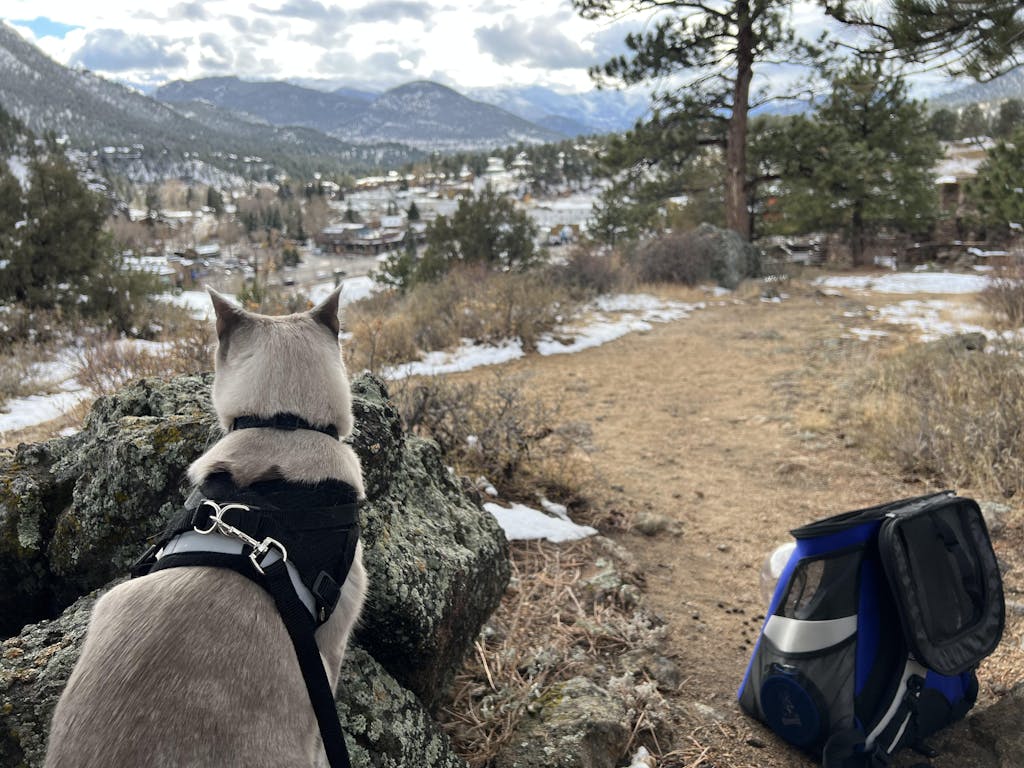 The Jackson Galaxy Convertible Cat Backpack Carrier