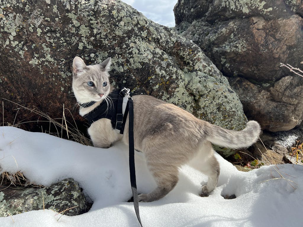 The Jackson Galaxy Convertible Cat Backpack Carrier