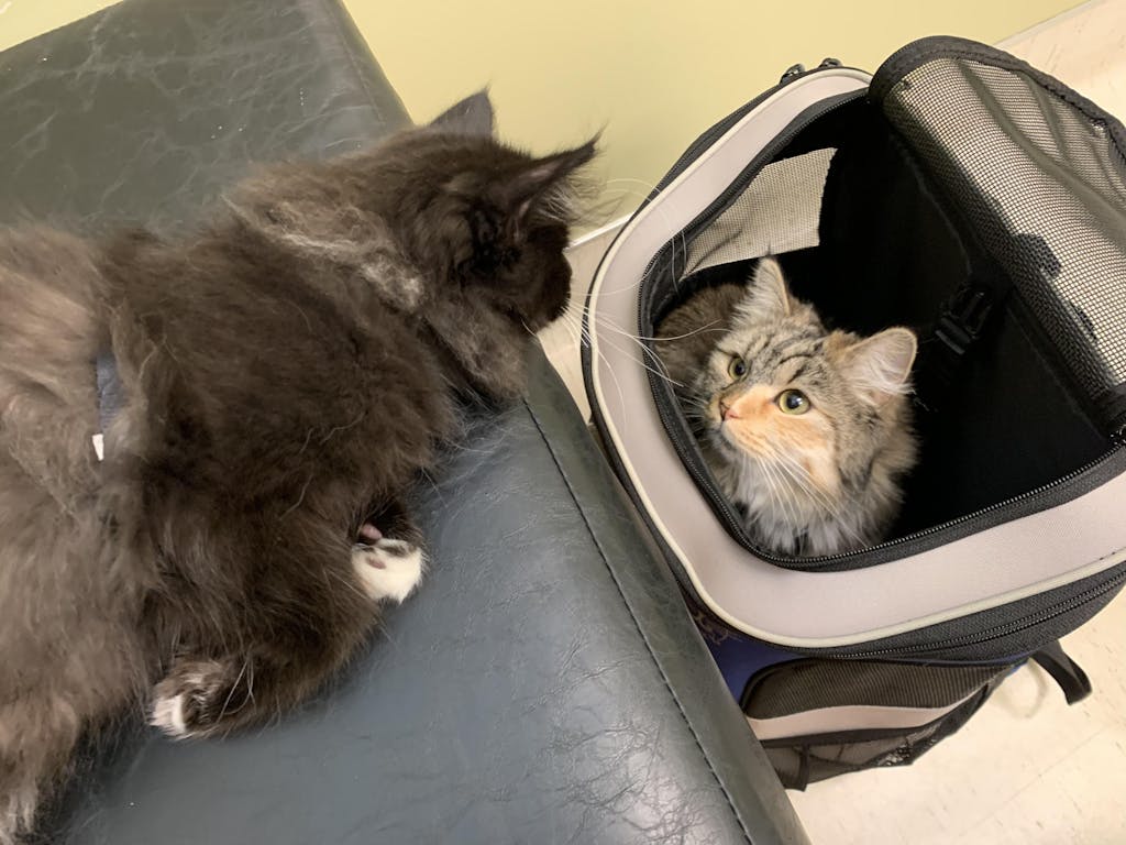 The Jackson Galaxy Convertible Cat Backpack Carrier