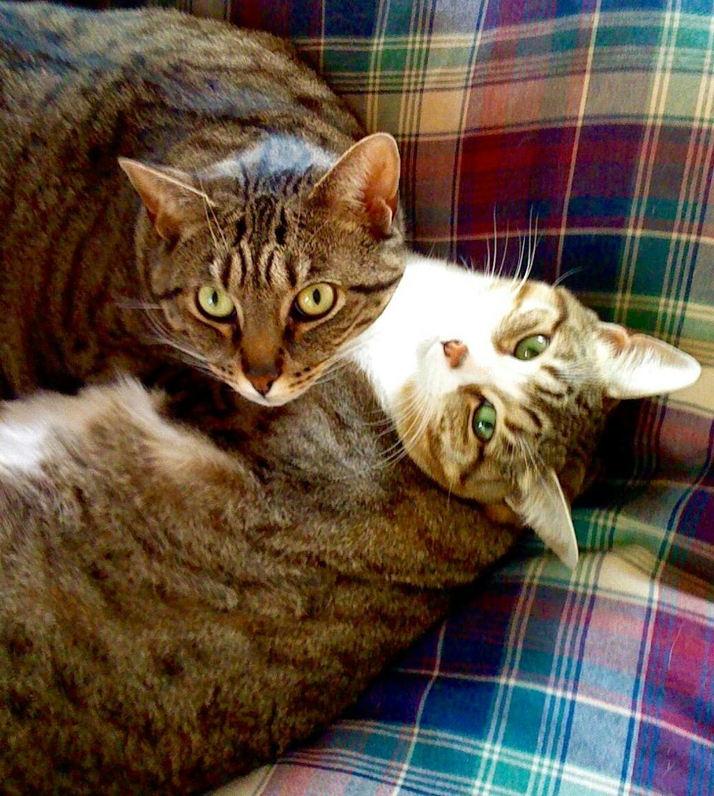 Total Cat Mojo Ultimate Guide to Life with Your Cat By Jackson Galaxy