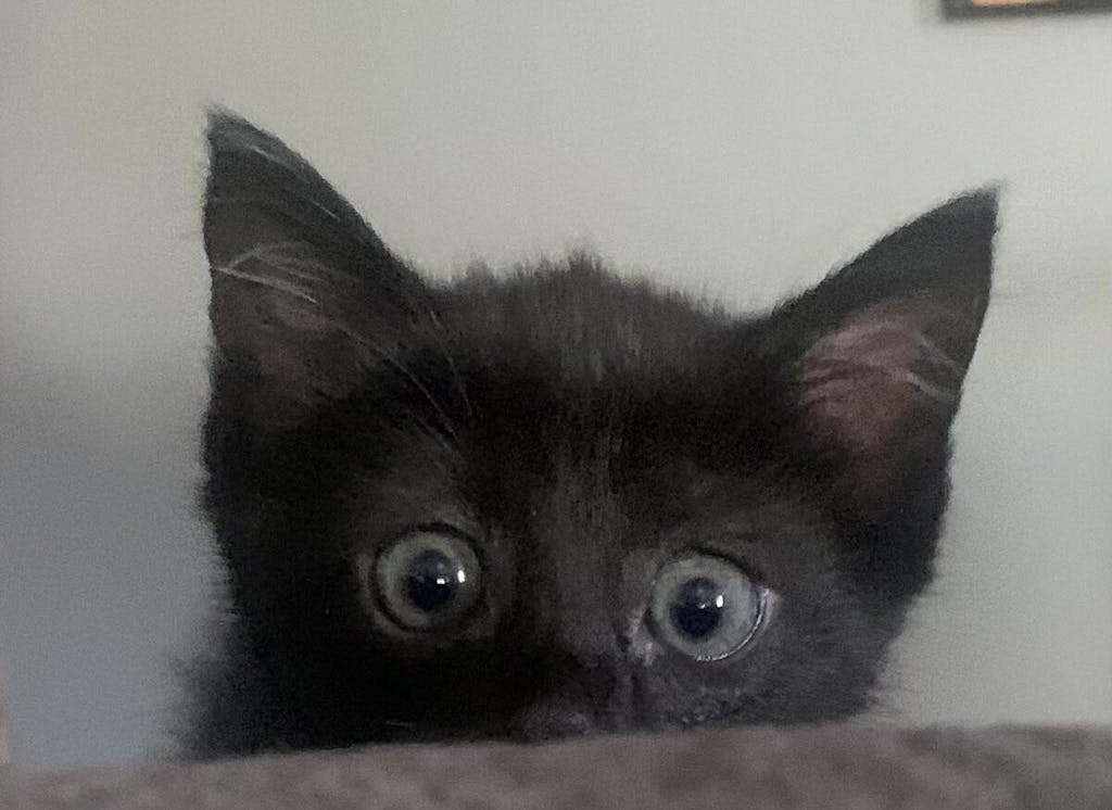 Total Cat Mojo Ultimate Guide to Life with Your Cat By Jackson Galaxy