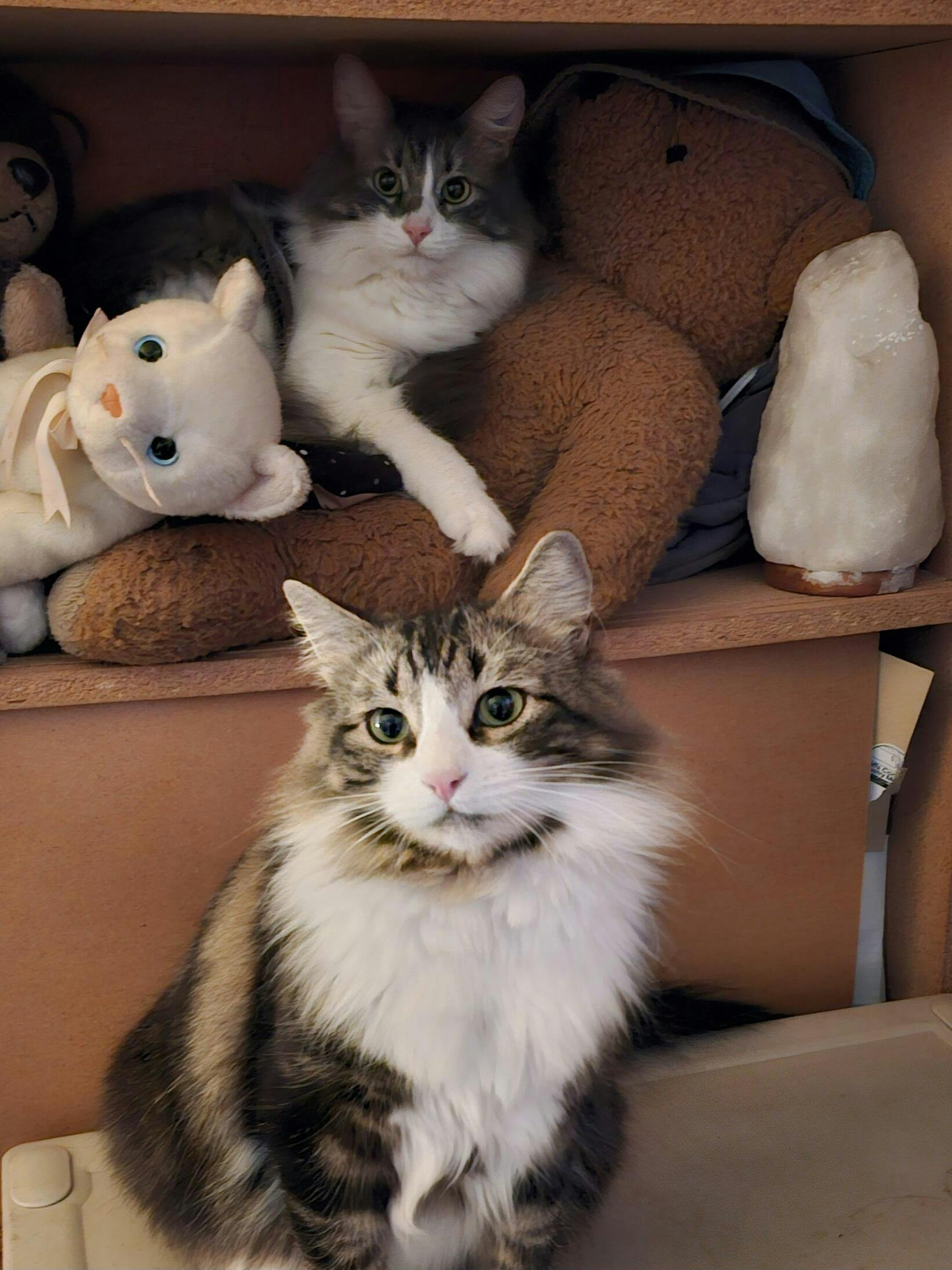 Bully Solution Jackson Galaxy