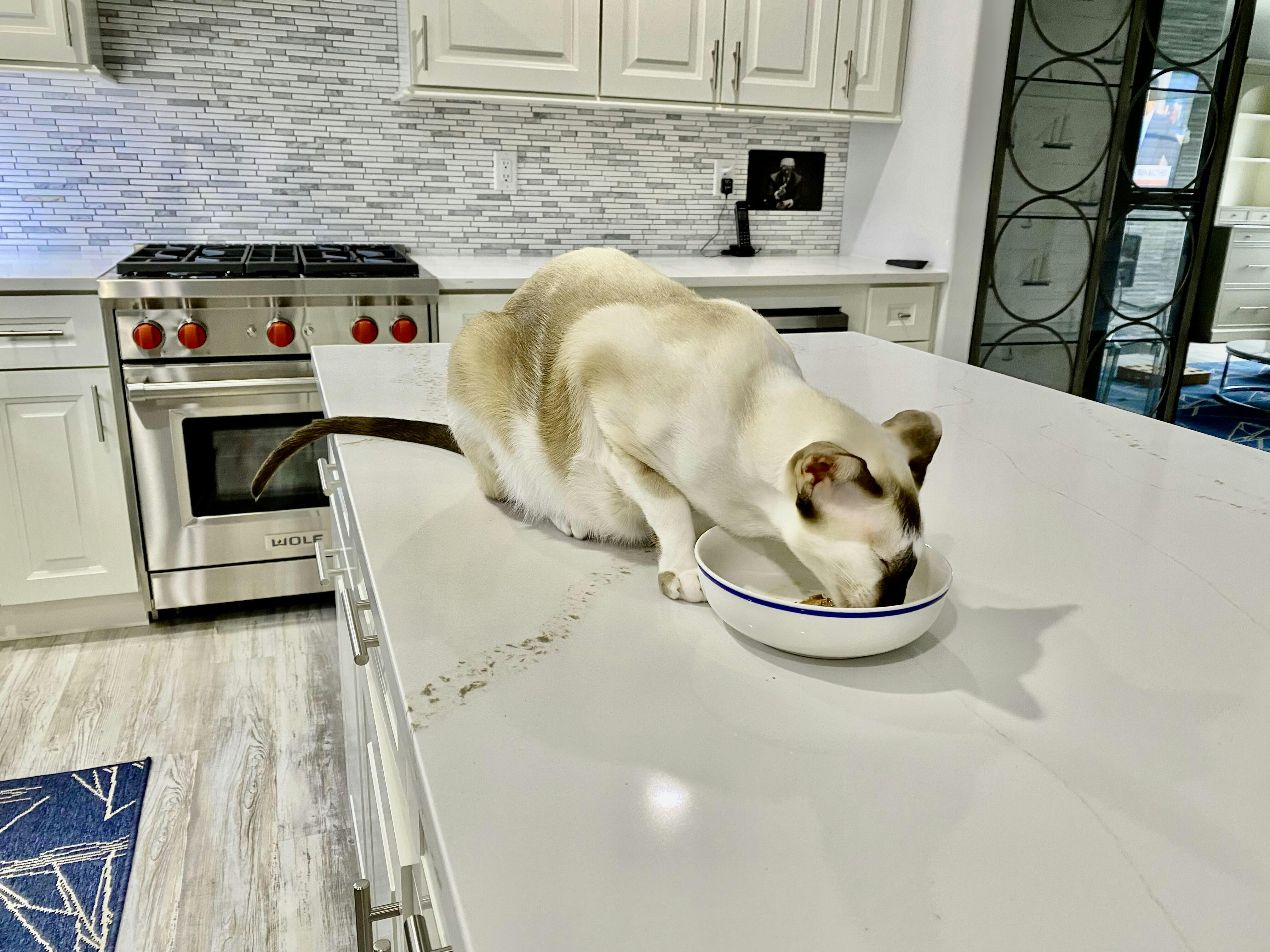 Complete Cat Probiotics with Prebiotics & Enzymes by Jackson Galaxy