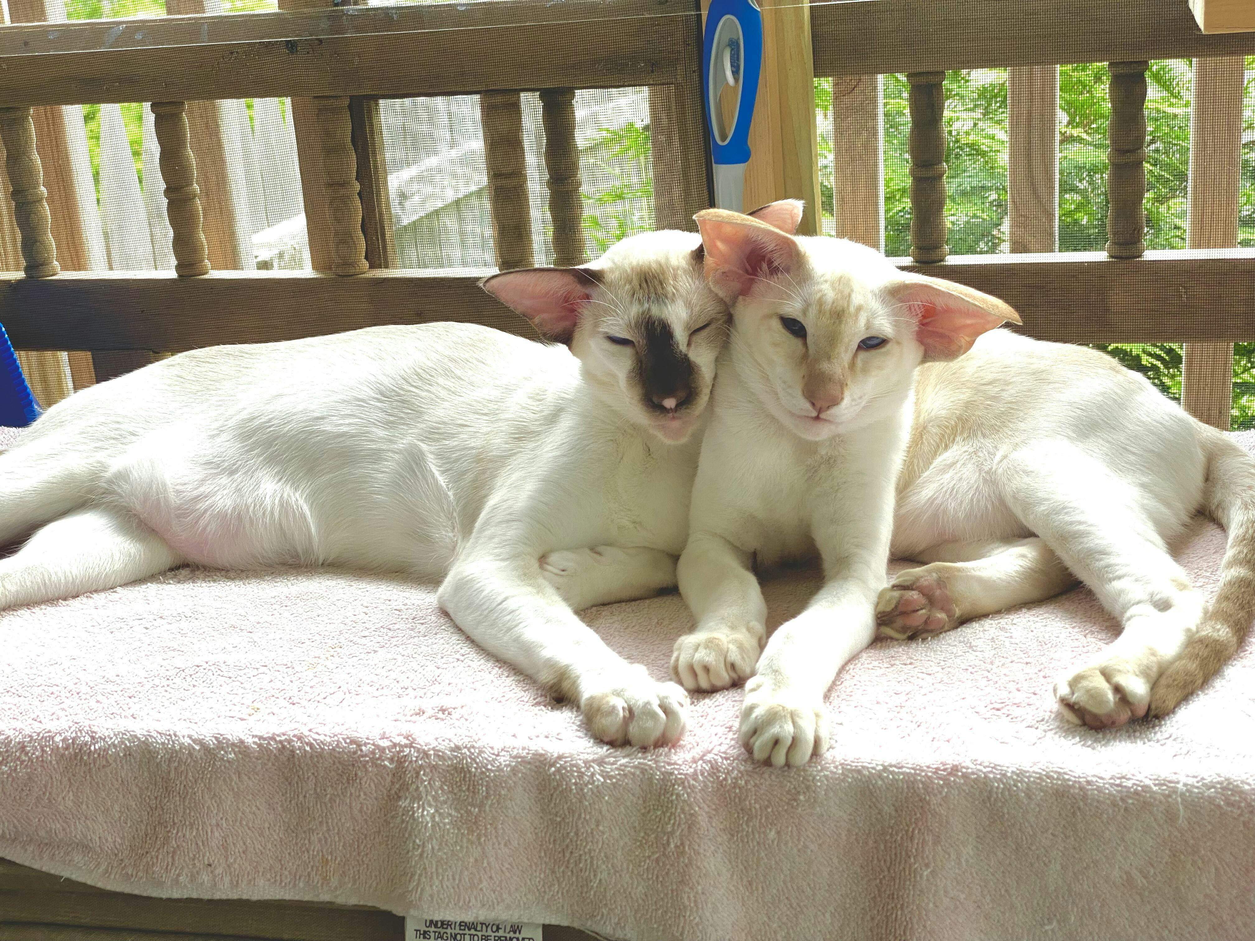 Complete Cat Probiotics with Prebiotics & Enzymes by Jackson Galaxy