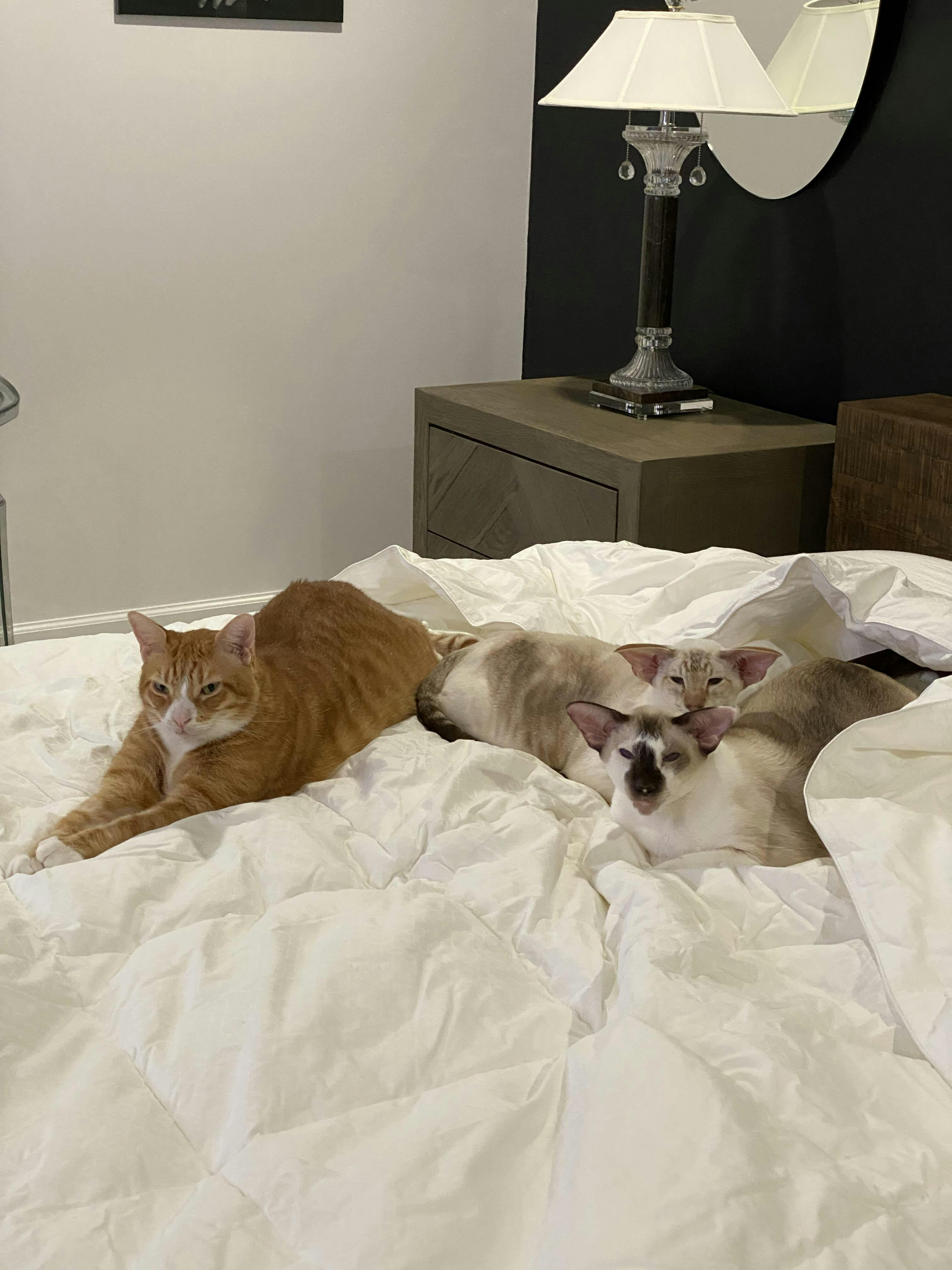 Complete Cat Probiotics with Prebiotics & Enzymes by Jackson Galaxy