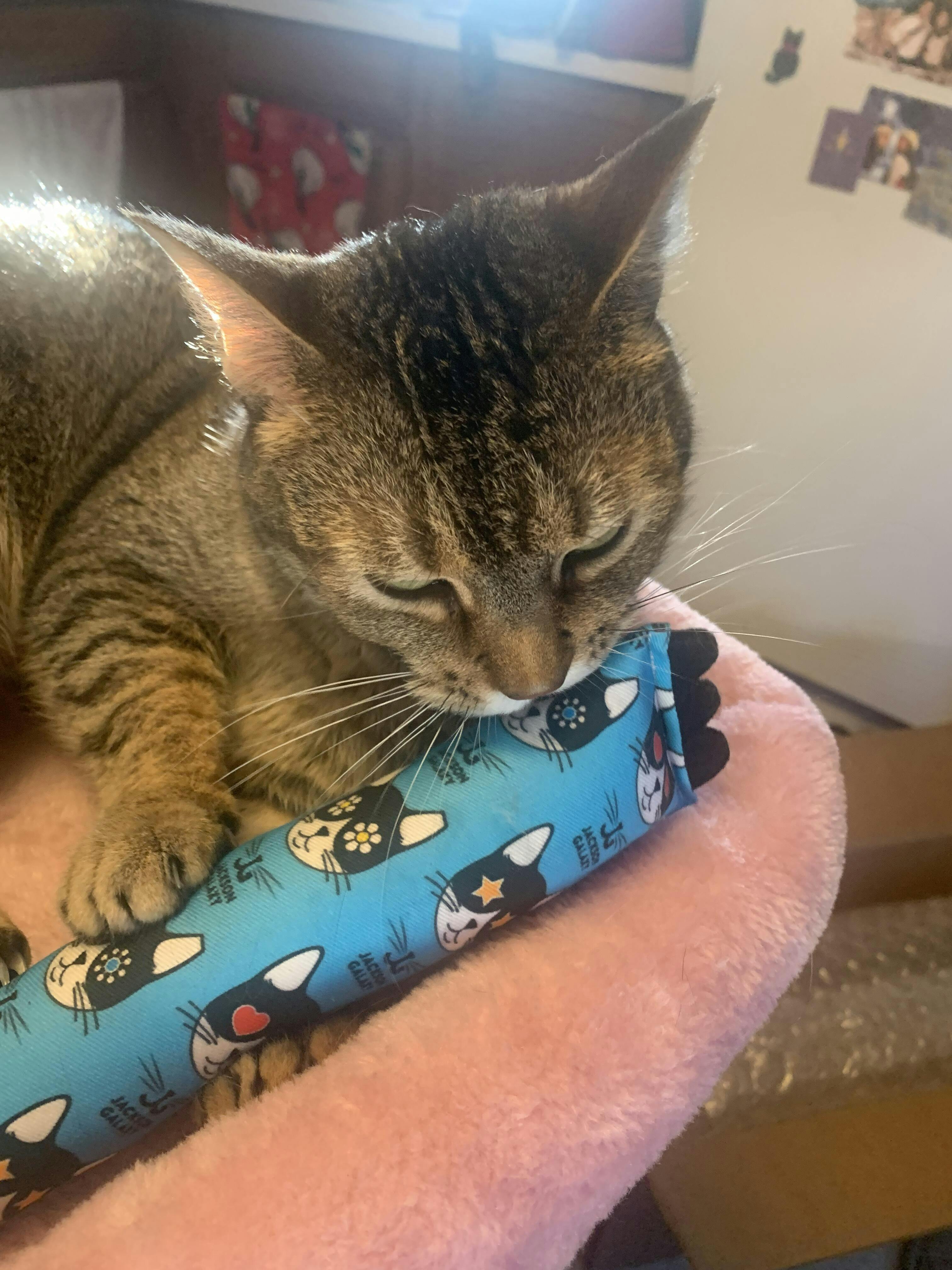 Major Mojo Cat Kicker Jackson Galaxy