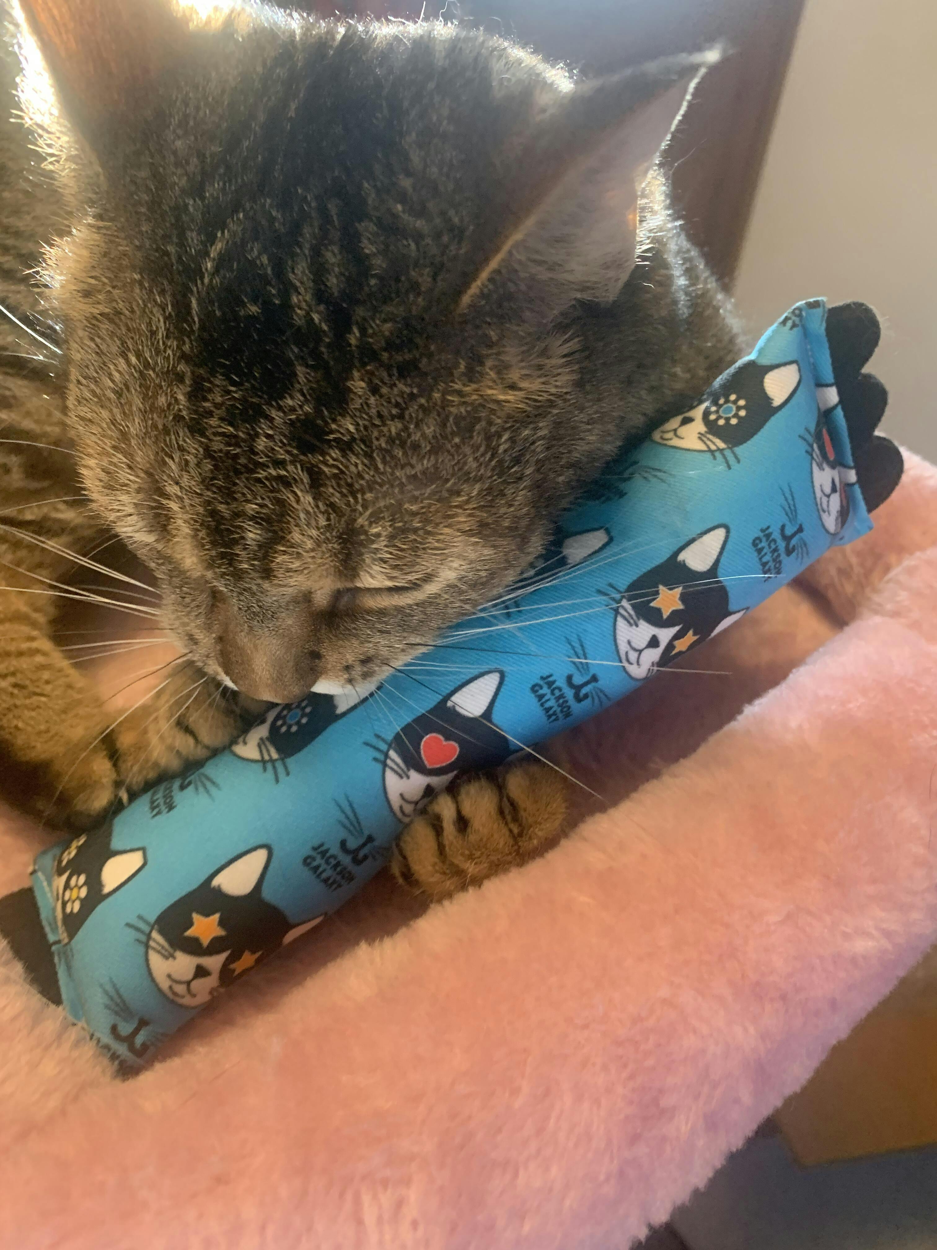 Major Mojo Cat Kicker Jackson Galaxy