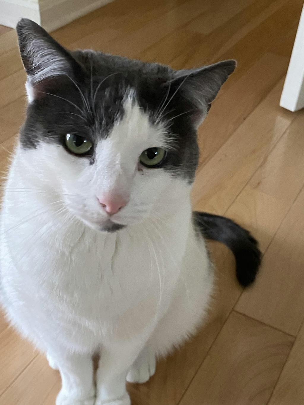 Kitty Holster Cat Harness Jackson Galaxy