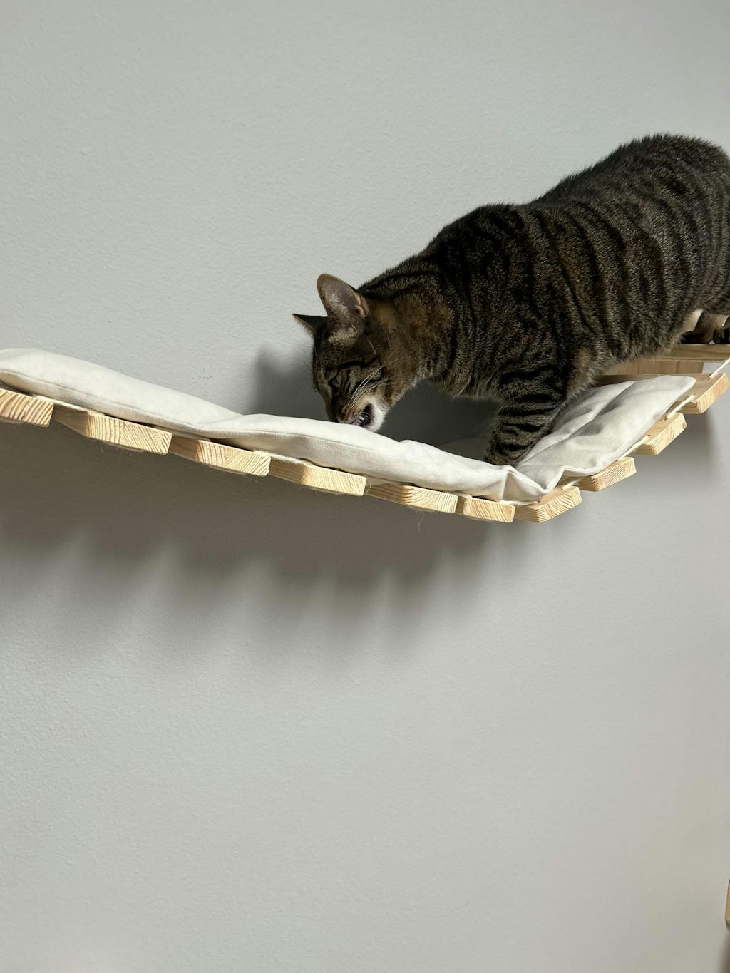 Pawsitive Reinforcement Training Clicker Jackson Galaxy