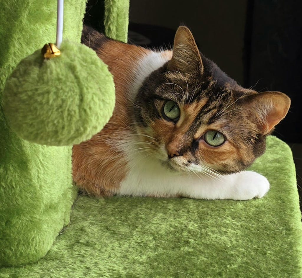 Sustainably Yours Natural Cat & Kitty Litter 13 lbs Jackson Galaxy