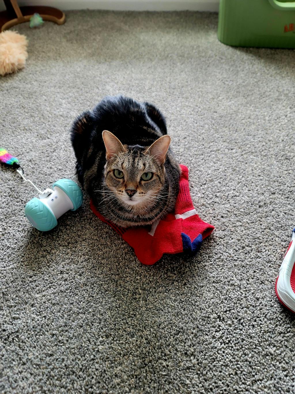 Sustainably Yours Natural Cat & Kitty Litter 13 lbs Jackson Galaxy