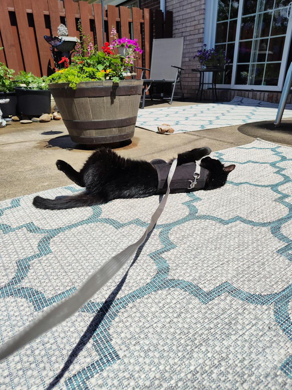 Kitty Holster Cat Harness Jackson Galaxy