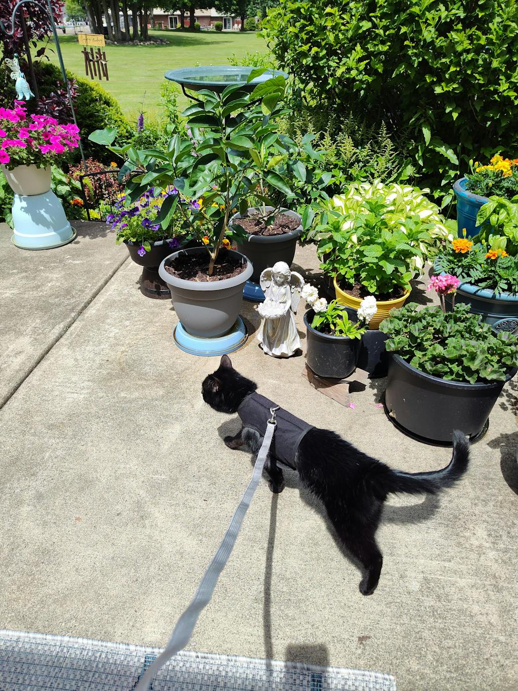 Kitty Holster Cat Harness Jackson Galaxy