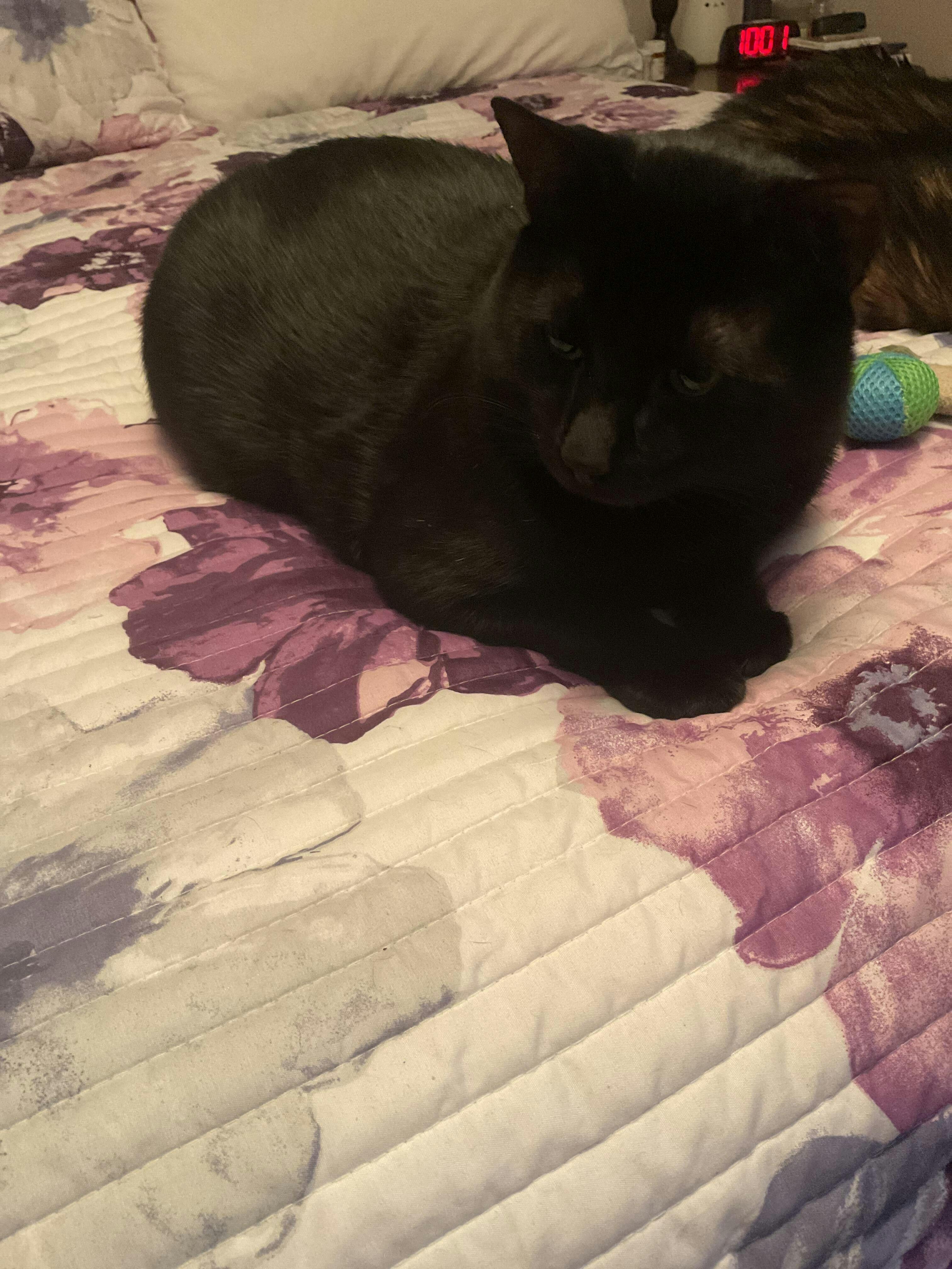 Complete Cat Probiotics with Prebiotics & Enzymes by Jackson Galaxy