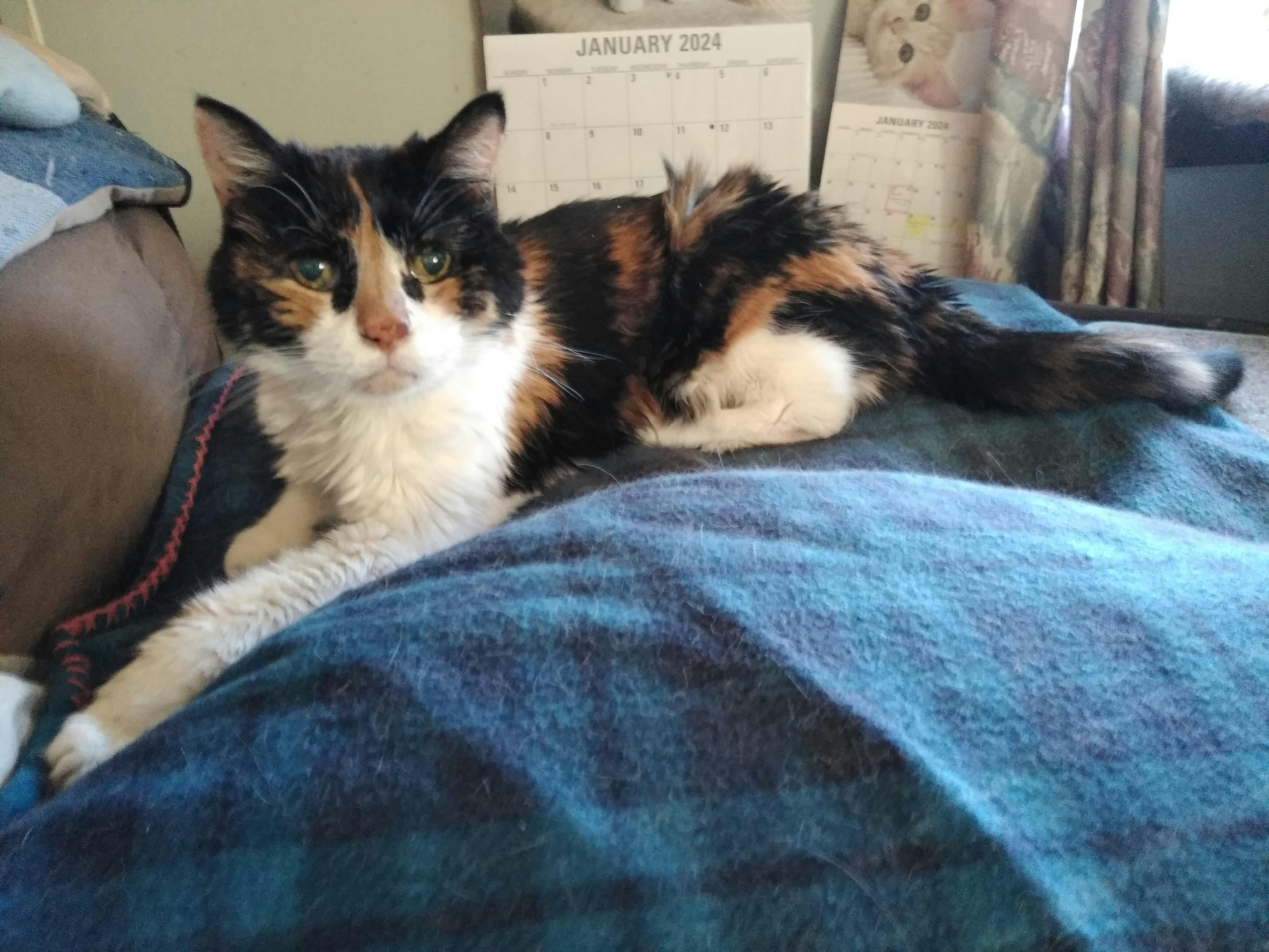 EX Stain & Odor Eliminator Pet Odor Eliminator by Jackson Galaxy