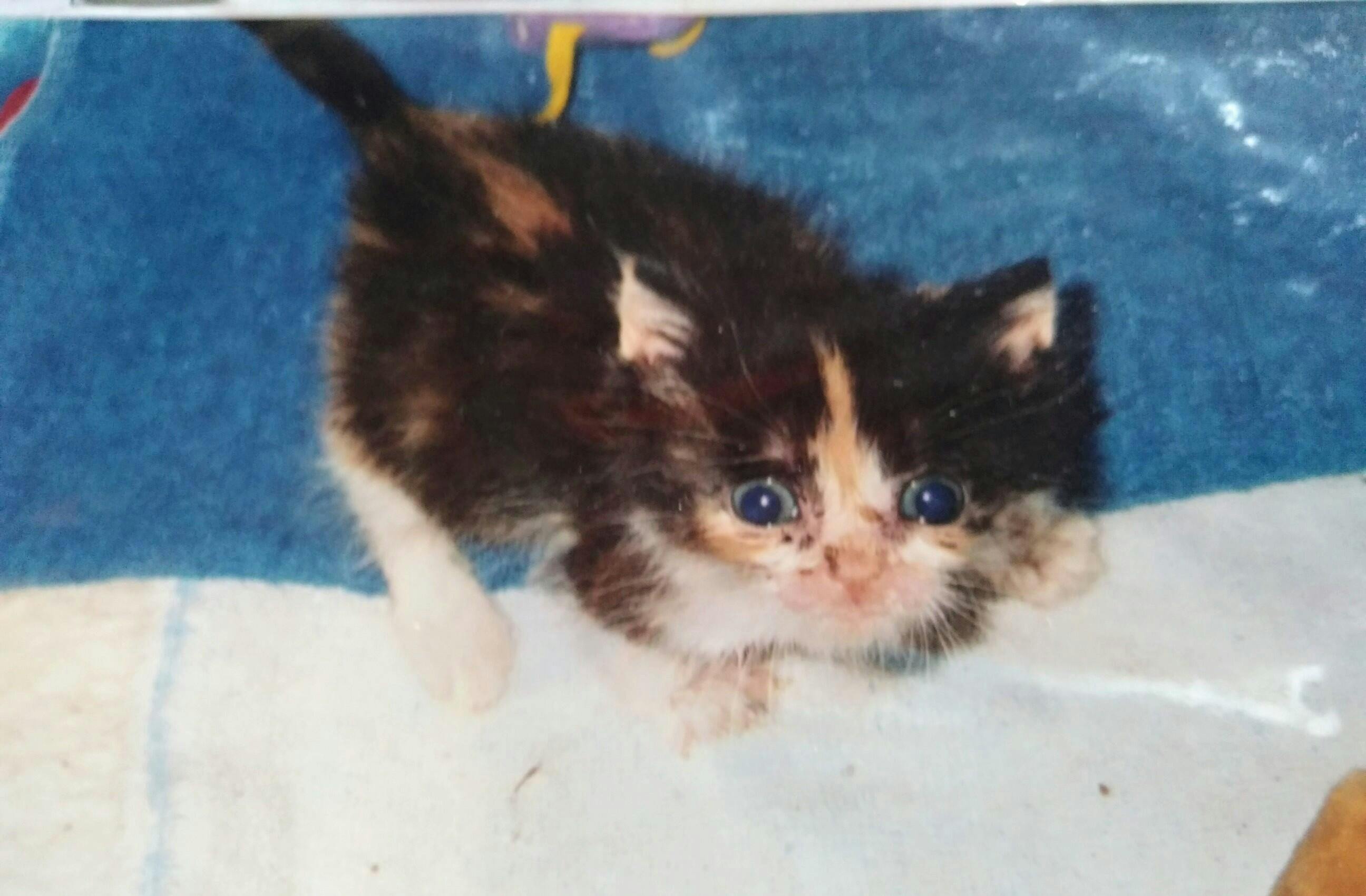 EX Stain & Odor Eliminator Pet Odor Eliminator by Jackson Galaxy