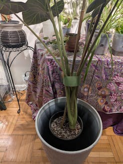 15  3/4in Aged Black Tall Flower Bucket