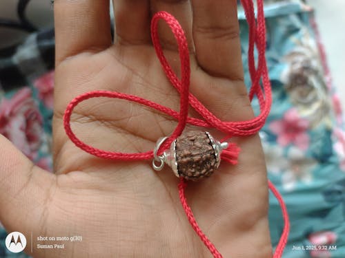 7 Mukhi Nepali Rudraksha - Saat Mukhi