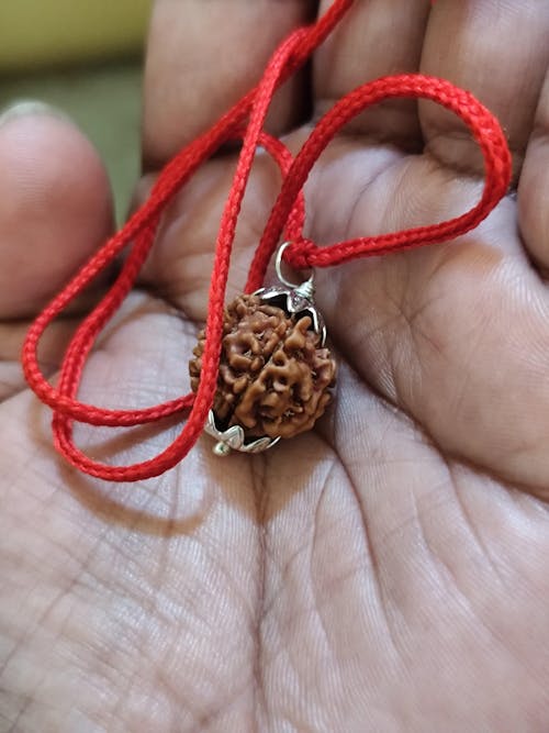 7 Mukhi Nepali Rudraksha - Saat Mukhi