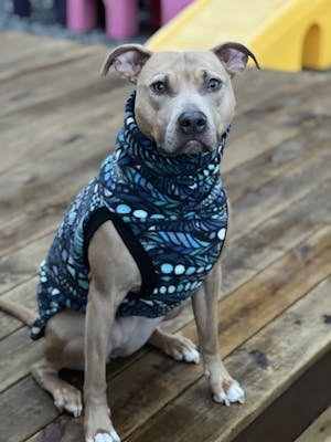 The Autumn Plaid Dog Sweater