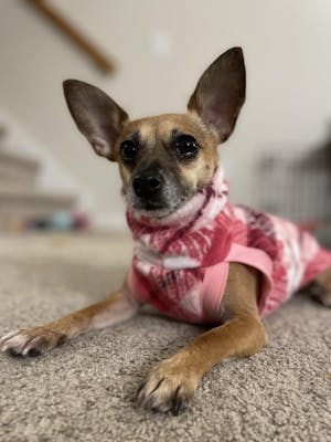 The Bubble Gum Plaid Dog Sweater