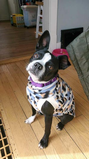 The Blue Margay Dog Sweater