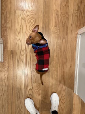 Buffalo Plaid Dog Sweater