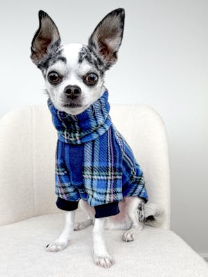 Peacock Plaid Dog Sweater