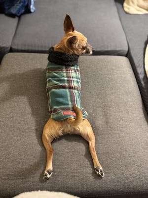 Green Plaid Dog Hoodie with Sherpa Trim - Made to Order