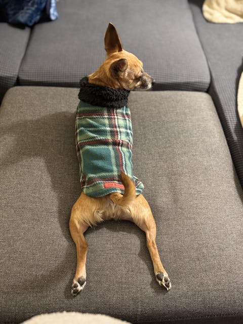 Green Plaid Dog Hoodie with Sherpa Trim