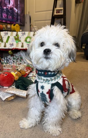 Holiday Fair Isle Red Reindeer Dog Sweater - Made to Order