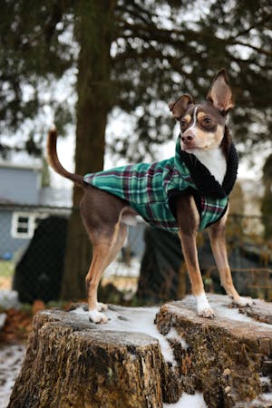 Green Plaid Dog Hoodie with Sherpa Trim - Made to Order