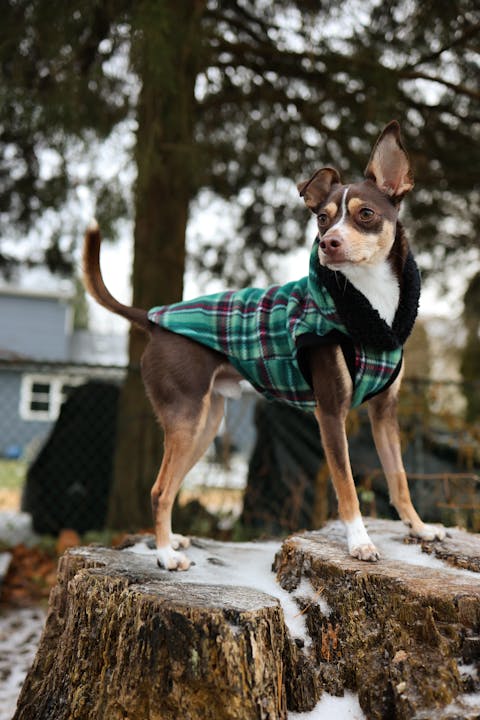 Green Plaid Dog Hoodie with Sherpa Trim