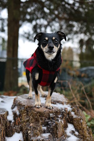Red Buffalo Plaid Dog Hoodie with Black Sherpa Trim - Made to Order