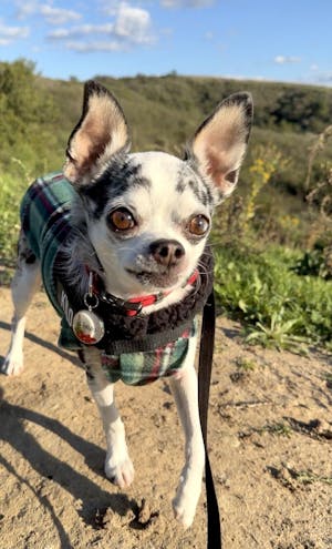 Green Plaid Dog Hoodie with Sherpa Trim