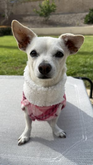 Pink Plaid Fleece Dog Sweater with Faux Sherpa Turtleneck