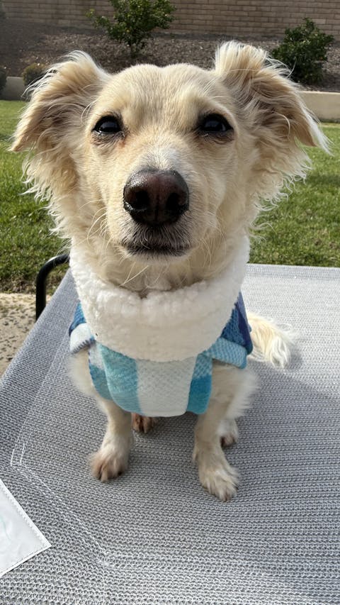 Baby Blue Plaid Fleece Dog Sweater