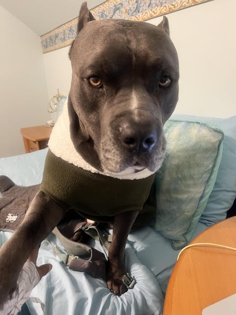 Hunter Green Plush Fleece Dog Sweater with Sherpa Turtleneck