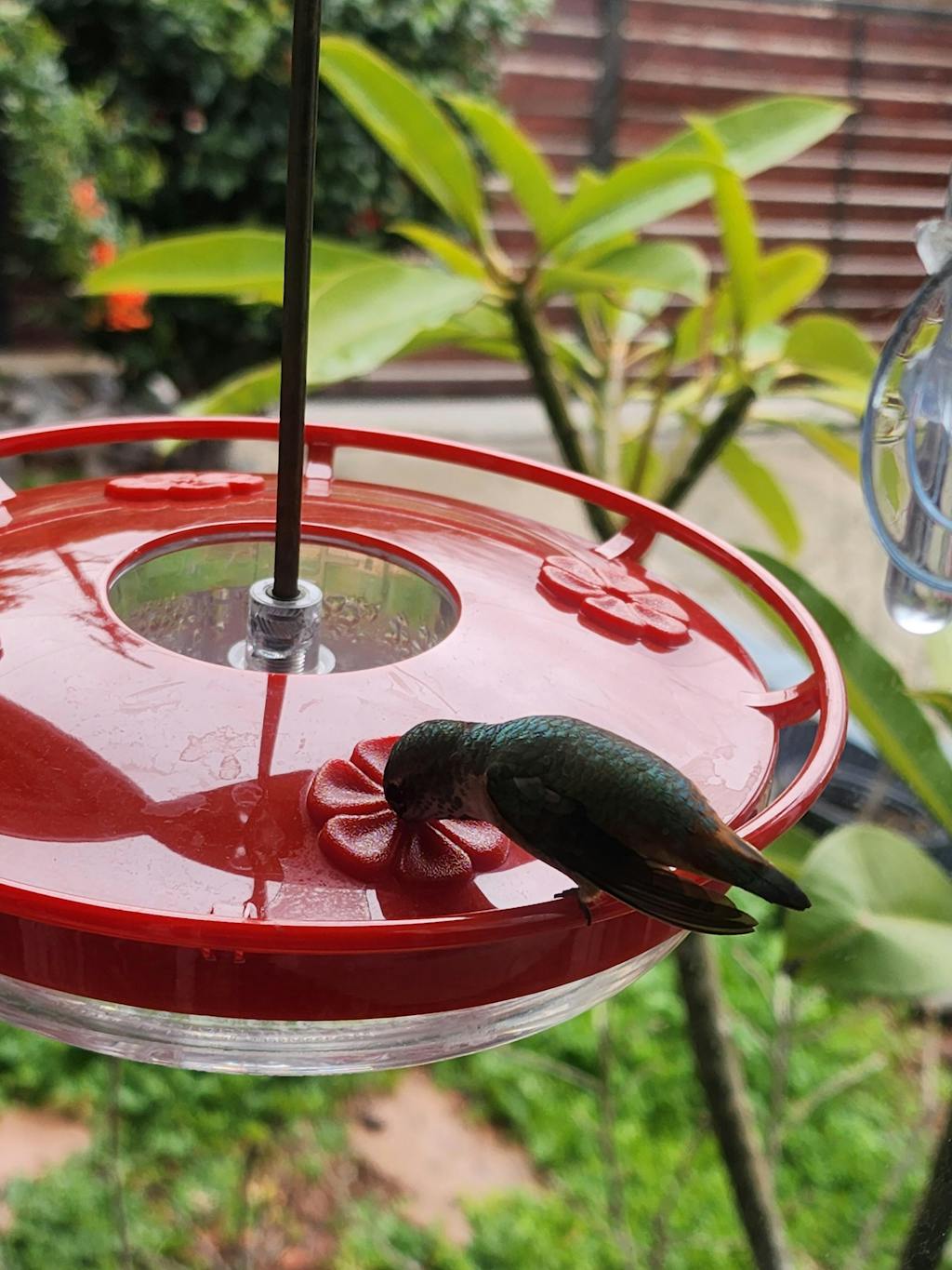 aspects-hummzinger-highview-hanging-hummingbird-feeder-jcs-wildlife