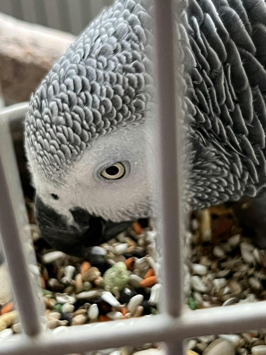 Pigeon Breeding Supplies and Products