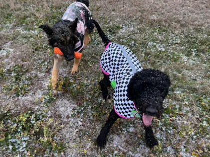 Jeffers Expression Dog Fleece Coat