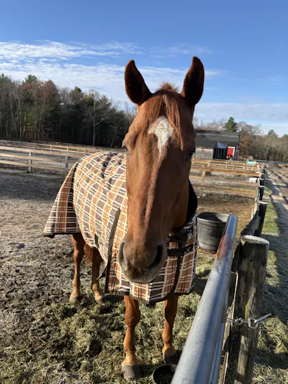 Jeffers Solaris Draft Horse Blanket, 1200D 240 grams