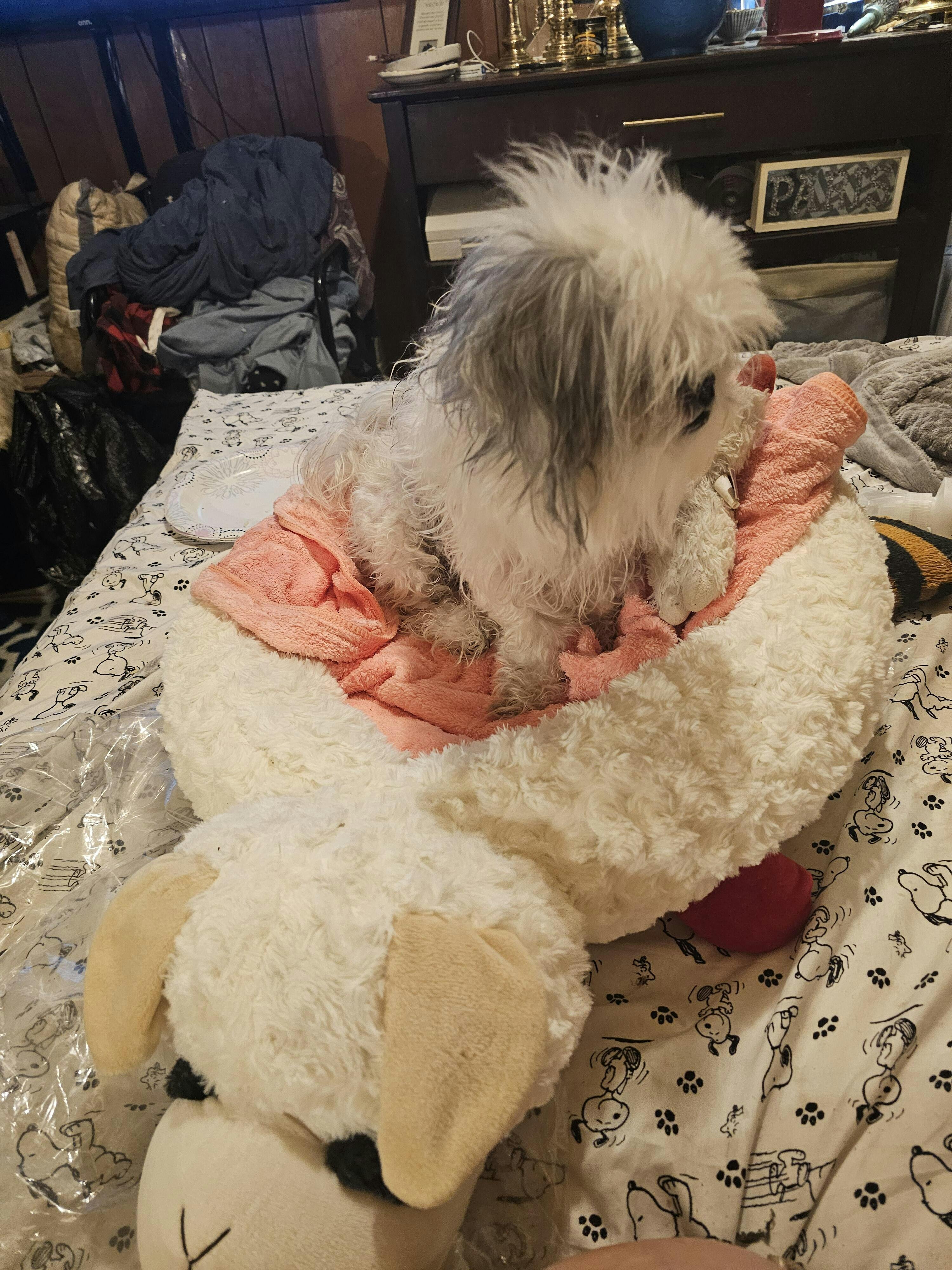 Lamb Chop Bed, 27
